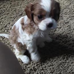 Cavalier King Charles Spaniel Puppies from Georgia Alabama Cavaliers