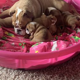 Bulldog Puppies from Kandyland Bulldogs