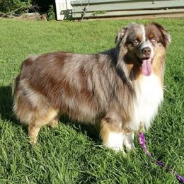 Miniature American Shepherds from Goodheart's Aussies