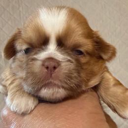 Carmelo - Gold and white male Shih Tzu puppy in Victorville, California from RUMBLE n TUMBLE