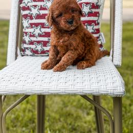 Boy 2 - male Goldendoodle puppy in Spokane, Washington from Dream Doodles in Spokane WA