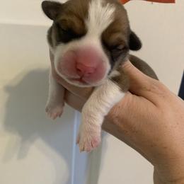 Frosty - Red male Pembroke Welsh Corgi puppy in Cumming, Georgia from Carter’s Corgis LLC