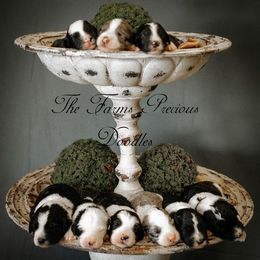 Sheepadoodle Puppies from The Farms Precious Doodles