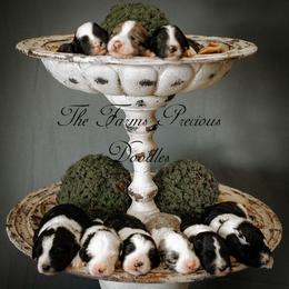 Sheepadoodle Puppies from The Farms Precious Doodles