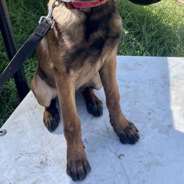 Belgian Malinois Puppies from BlueStone