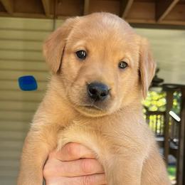 Blue collar male - Yellow male Labrador Retriever puppy in Stokesdale, North Carolina from Belews Creek Gundogs