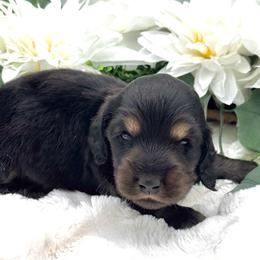 Flick - Black and cream male Dachshund puppy in Exeter, California from Sawtooth Miniature Dachshunds