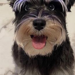 Tara - Miniature Schnauzer