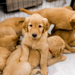 Golden Retriever Puppies from Rigdon Retrievers