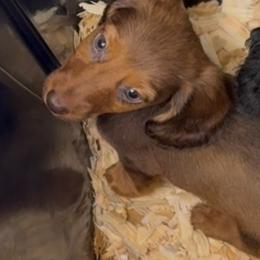 Bubble - Chocolate and tan female Dachshund puppy in Maidsville, West Virginia from L&B Lowriders