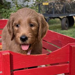 Bernedoodle and Goldendoodle Puppies from Ruby's Doodles