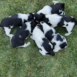 English Springer Spaniel Puppies from Enos Ranch Springer Spaniels