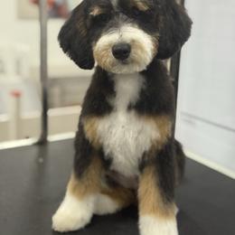 Grace - Bernedoodle