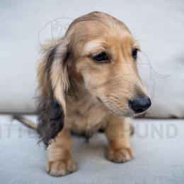 Valentino - Cream male Dachshund puppy in Temecula, California from Naomi Magee's Dachshund Kennel