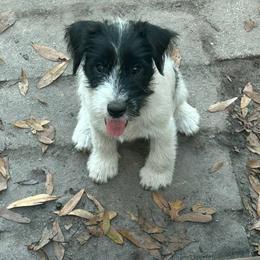 Purple collar - Black and white male Parson Russell Terrier puppy in Branford, Florida from Loyalville