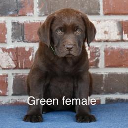 Green female - Chocolate female Labrador Retriever puppy in Mississippi from Sure Shot English Labs