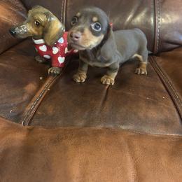 Jessie - Chocolate and tan male Dachshund puppy in Raleigh, North Carolina from Capital City Dachshunds