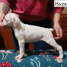 Haze - White female Boxer puppy in Cannon Falls, Minnesota from Pattys Boxers and Bulldogs