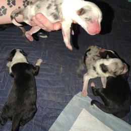 Australian Shepherd and Great Dane Puppies from AEW Farm