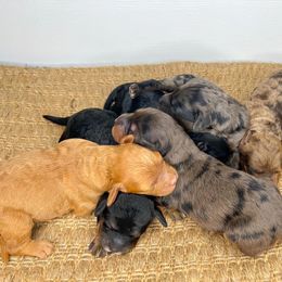 Cockapoo and Goldendoodle Puppies from My Forever Best Friend