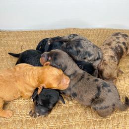 Cockapoo and Goldendoodle Puppies from My Forever Best Friend