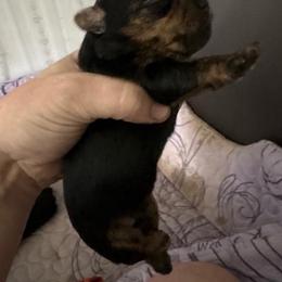 Billy - Black and tan male Yorkshire Terrier puppy in Lamar, Missouri from RJ’S Classy Yorkies