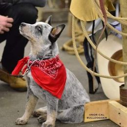 Australian Cattle Dogs and Smooth Fox Terriers from Palomar Kennels