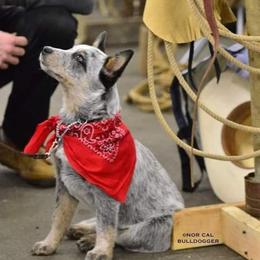 Australian Cattle Dogs and Smooth Fox Terriers from Palomar Kennels