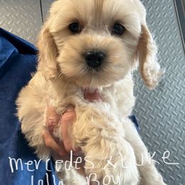Mercedes dk blue collar - Buff male Cockapoo puppy in Haines City, Florida from Camic Cockapoos