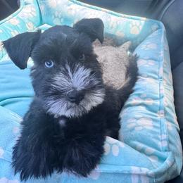 Boy 2 - Black male Miniature Schnauzer puppy in Santa Ana, California from The_K_Schnauzers