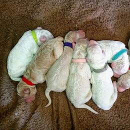 Dalmatian and Poodle Puppies from Leah Reeves