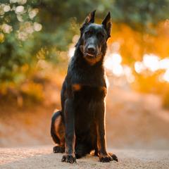 Beauceron All Grown Up from Feu des Étoiles