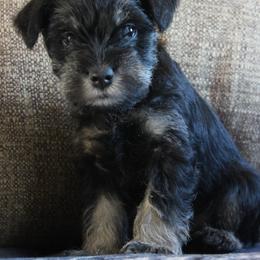 River AKC - Black and silver male Miniature Schnauzer puppy in Richardton, North Dakota from Crooked Tree Ranch