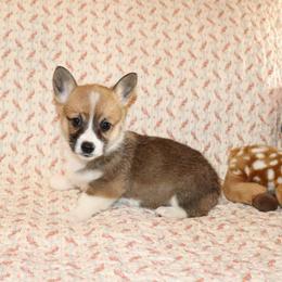 Tessa - Sable female Pembroke Welsh Corgi puppy in Morton, Mississippi from Crown AB Farms Pembroke Welsh Corgis