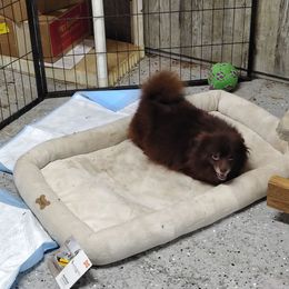 CoCo - Pomeranian