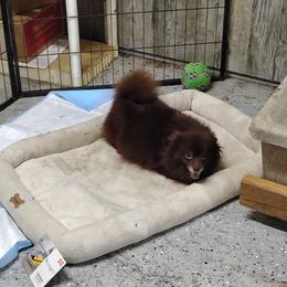 CoCo - Pomeranian