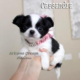 Cassandra - Black and white female Chihuahua puppy in Mesa, Arizona from Arizona Dream Chihuahuas