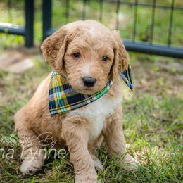 Goldendoodle Puppies from New Moon Farm Goldendoodles