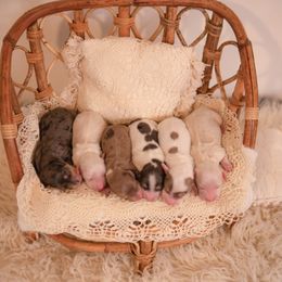 Dachshund Puppies from Brittney Harrison