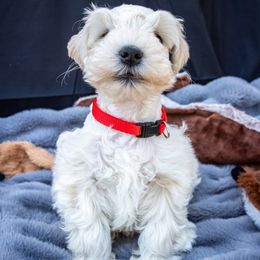 Male 2 - Wheaten male Miniature Schnauzer puppy in Shoshone, Idaho from Debra Kruse's Miniature Schnauzers