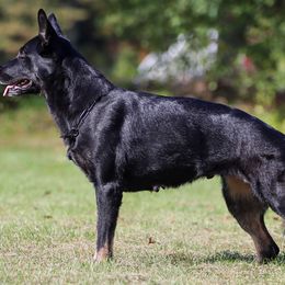 Phoenix  - German Shepherd