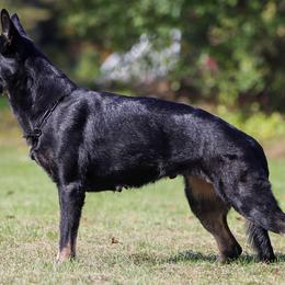 Phoenix  - German Shepherd