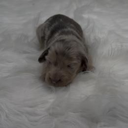 Isabella and Cream Dapple Longhair Male - Fawn (isabella) and cream male Dachshund puppy in Killeen, Texas from Southern Dachshunds