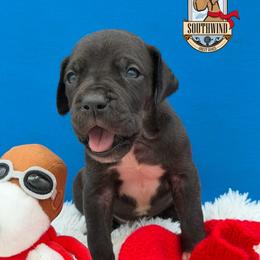 Luci - Black male Great Dane puppy in White City, Kansas from Southwind Great Danes