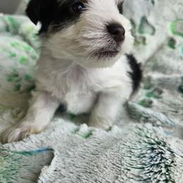Stitch - Parti male Miniature Schnauzer puppy in Crosby, Texas from Raisin' the Woof Schnauzers