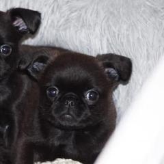Brussels Griffon Puppies from Alias I Am Brussels
