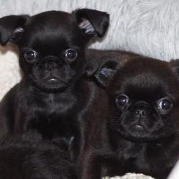 Brussels Griffon Puppies from Alias I Am Brussels