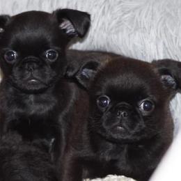Brussels Griffon Puppies from Alias I Am Brussels