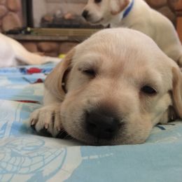 Labrador Retriever Puppies from Rim Country Labradors