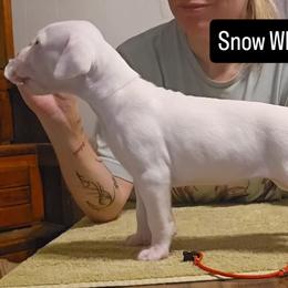 Snow White - White female Dogo Argentino puppy in Bear River City, Utah from Valkka Kennels